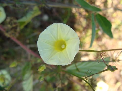 Ipomoea chamelana