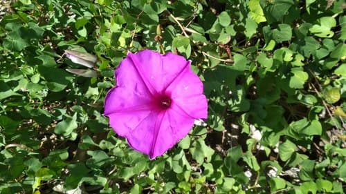 Ipomoea Lozanii