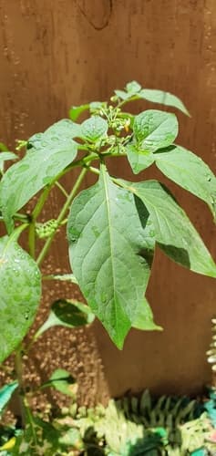 Solanum tarderemotum