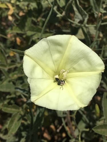 Convolvulus palaestinus