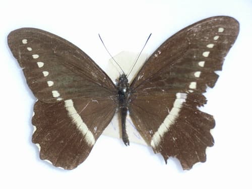 Kilimanjaro Swallowtail