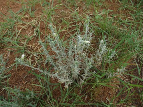 Convolvulus multifidus