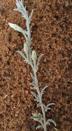 Convolvulus multifidus