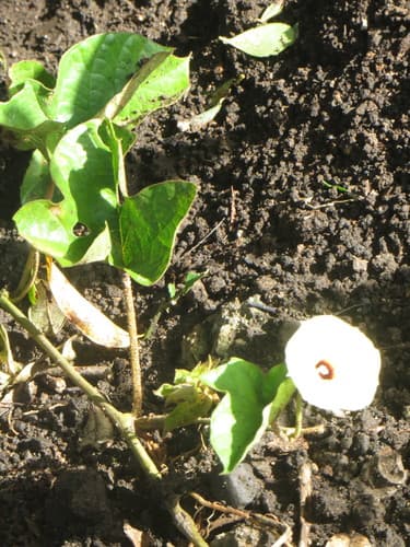 Ipomoea garckeana