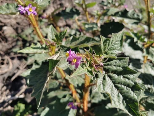Solanum mitchellianum