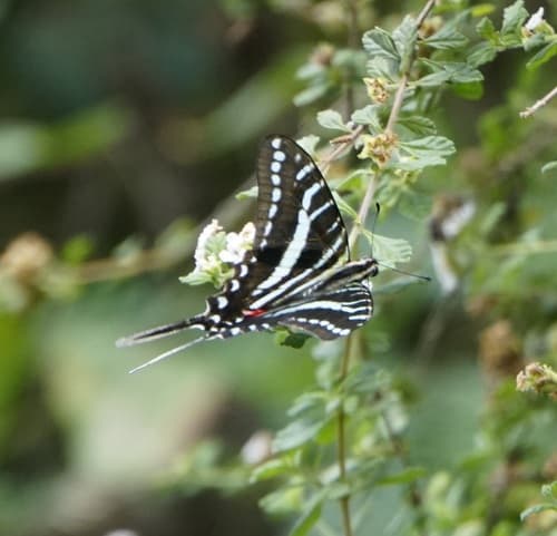 Hispaniolan Kite-Swallowtail