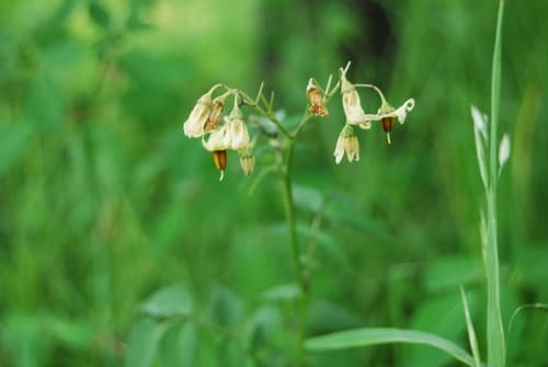 Solanum cardiophyllum