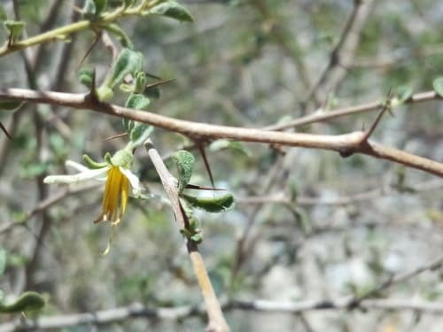 Solanum microphyllum