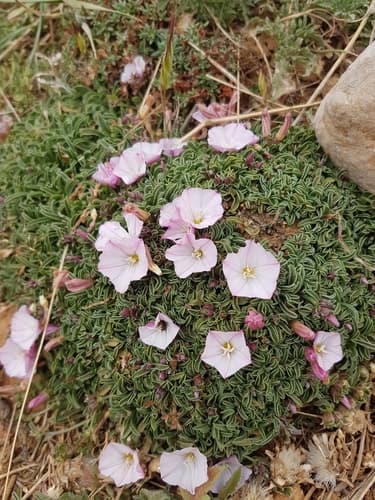 Convolvulus libanoticus