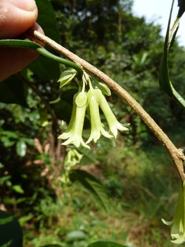 Calycobolus parviflorus