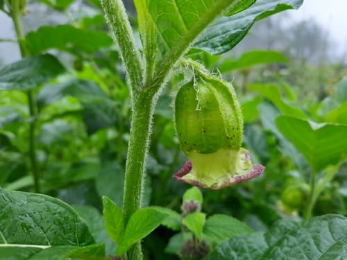 Anisodus stramoniifolius