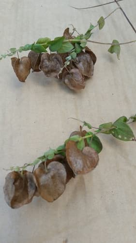 Cardiochlamys madagascariensis