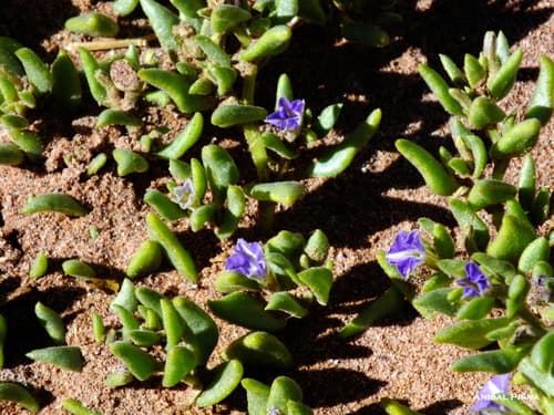 Sclerophylax kurtzii