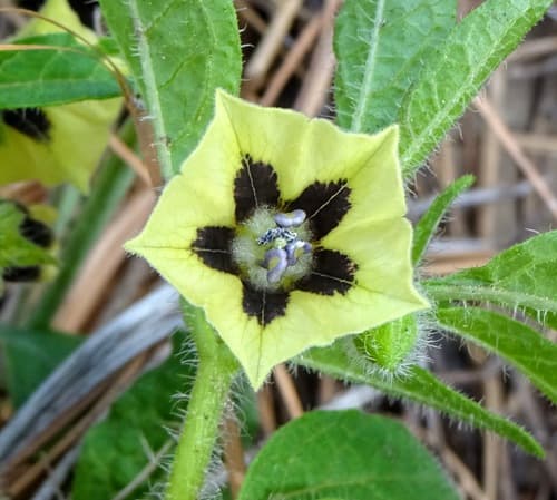 Southwestern Groundcherry