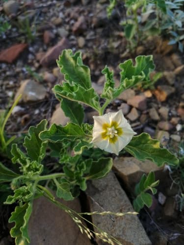 Chamaesaracha crenata