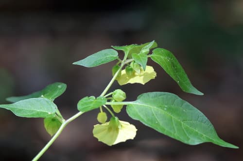 Carpenter's groundcherry