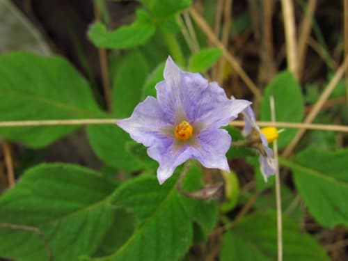 Solanum flahaultii