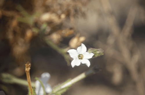Nicotiana miersii