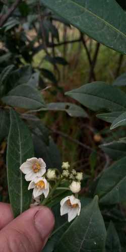 Solanum validinervium