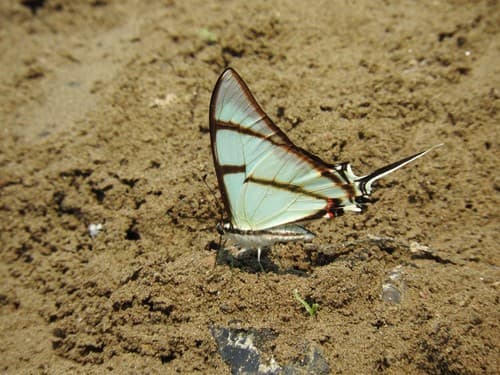 Salvin's Kite-Swallowtail
