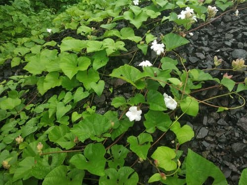 Operculina ventricosa