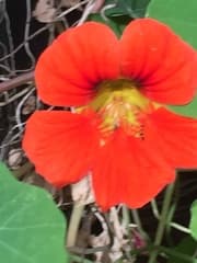 Nasturtium