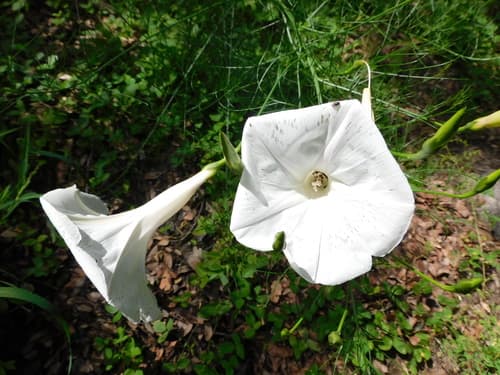 Ipomoea ancisa