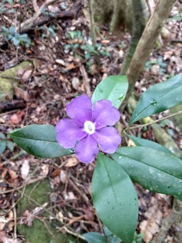 Brunfelsia dwyeri