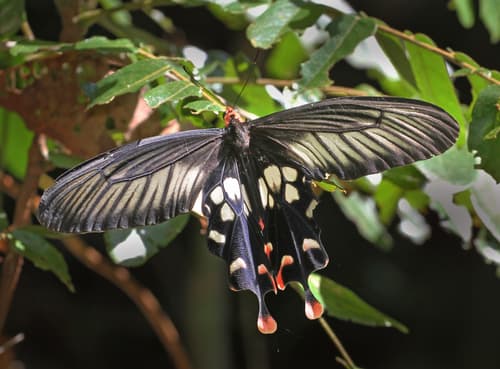 Andaman clubtail