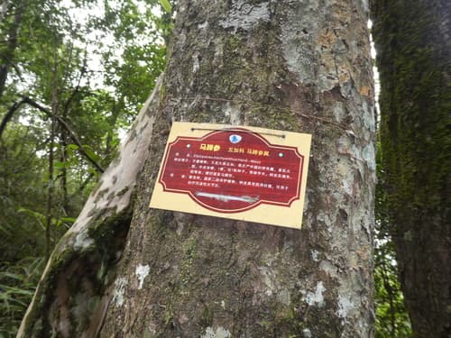 Diplopanax stachyanthus