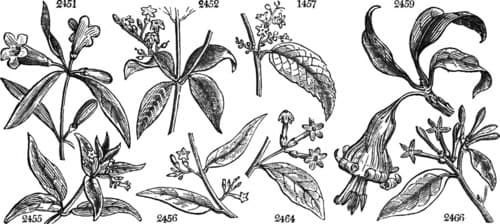 pussywillow jessamine