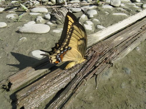 Heraclides anchicayaensis