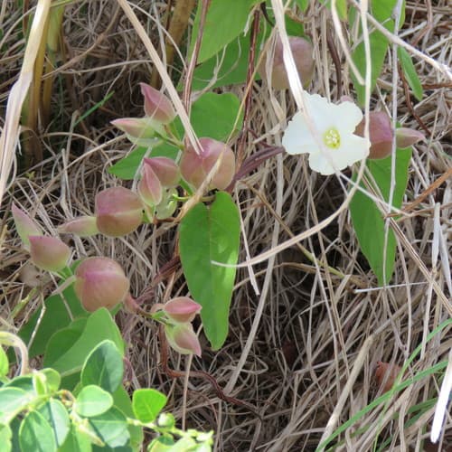 Operculina riedeliana