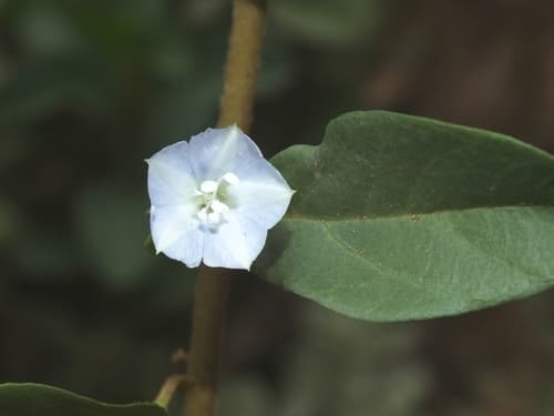 Oval-leaf Clustervine