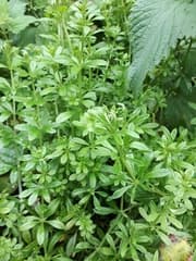 Bedstraw (Cleavers)