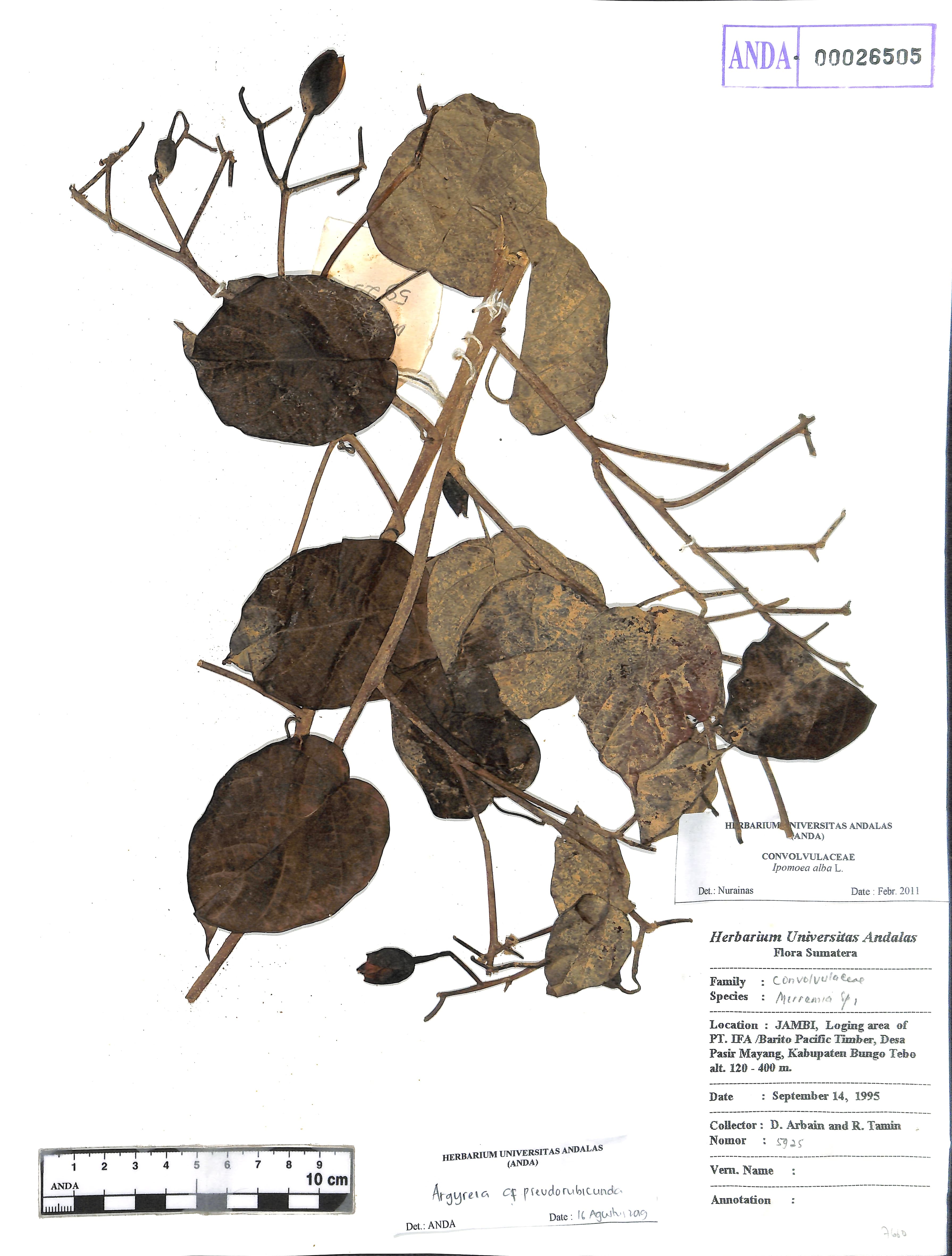 Argyreia pseudorubicunda