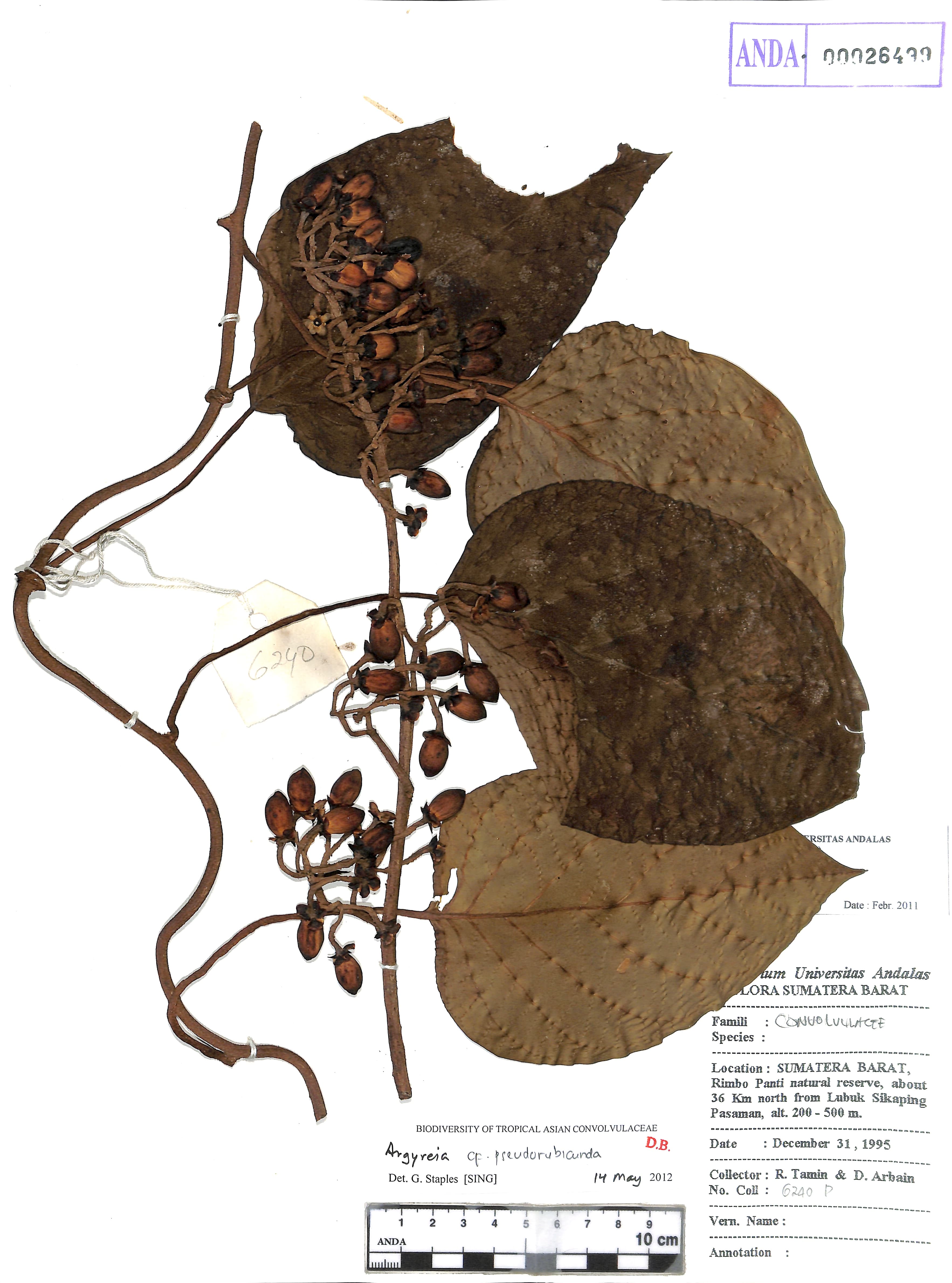 Argyreia pseudorubicunda