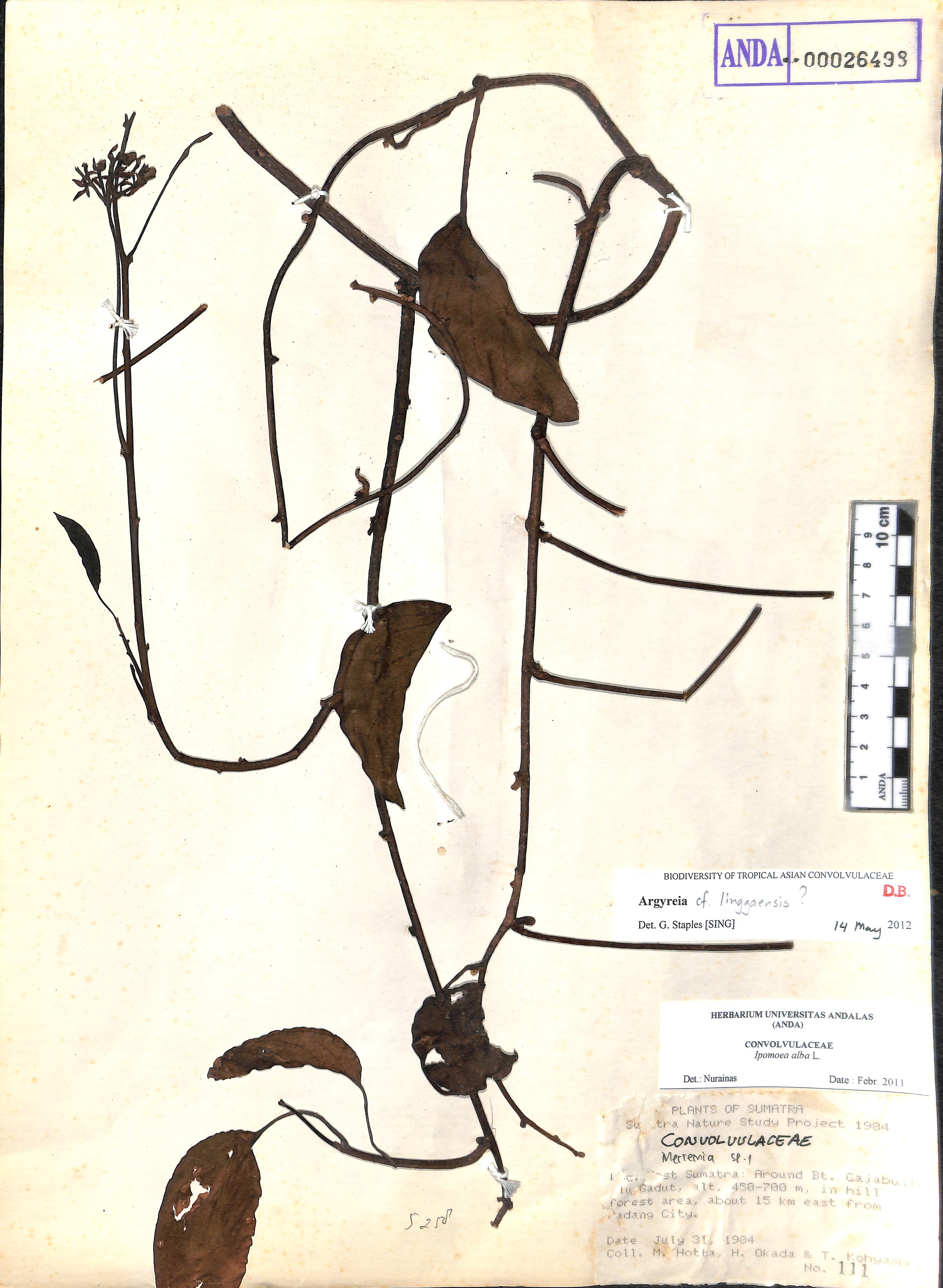 Argyreia linggaensis