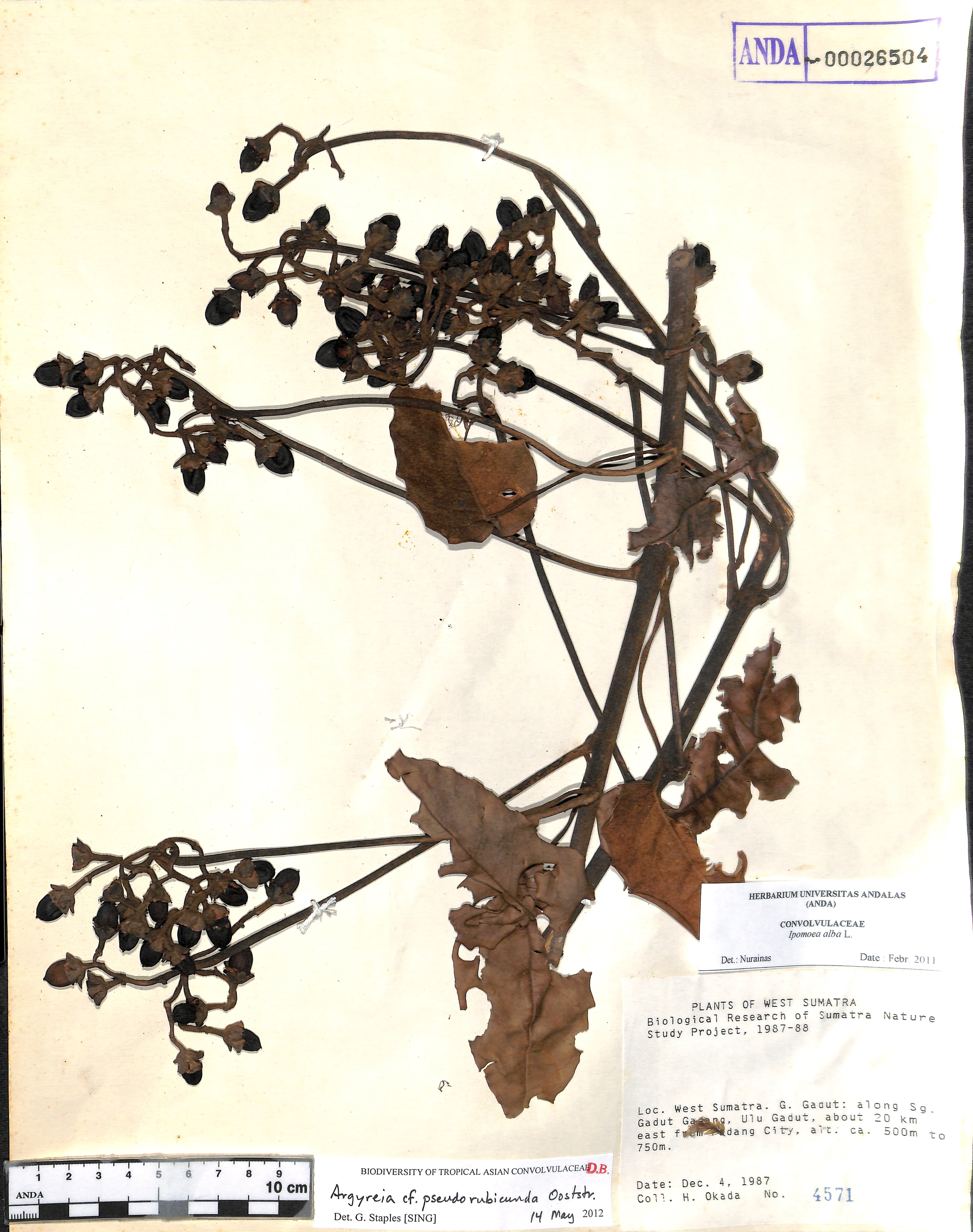 Argyreia pseudorubicunda