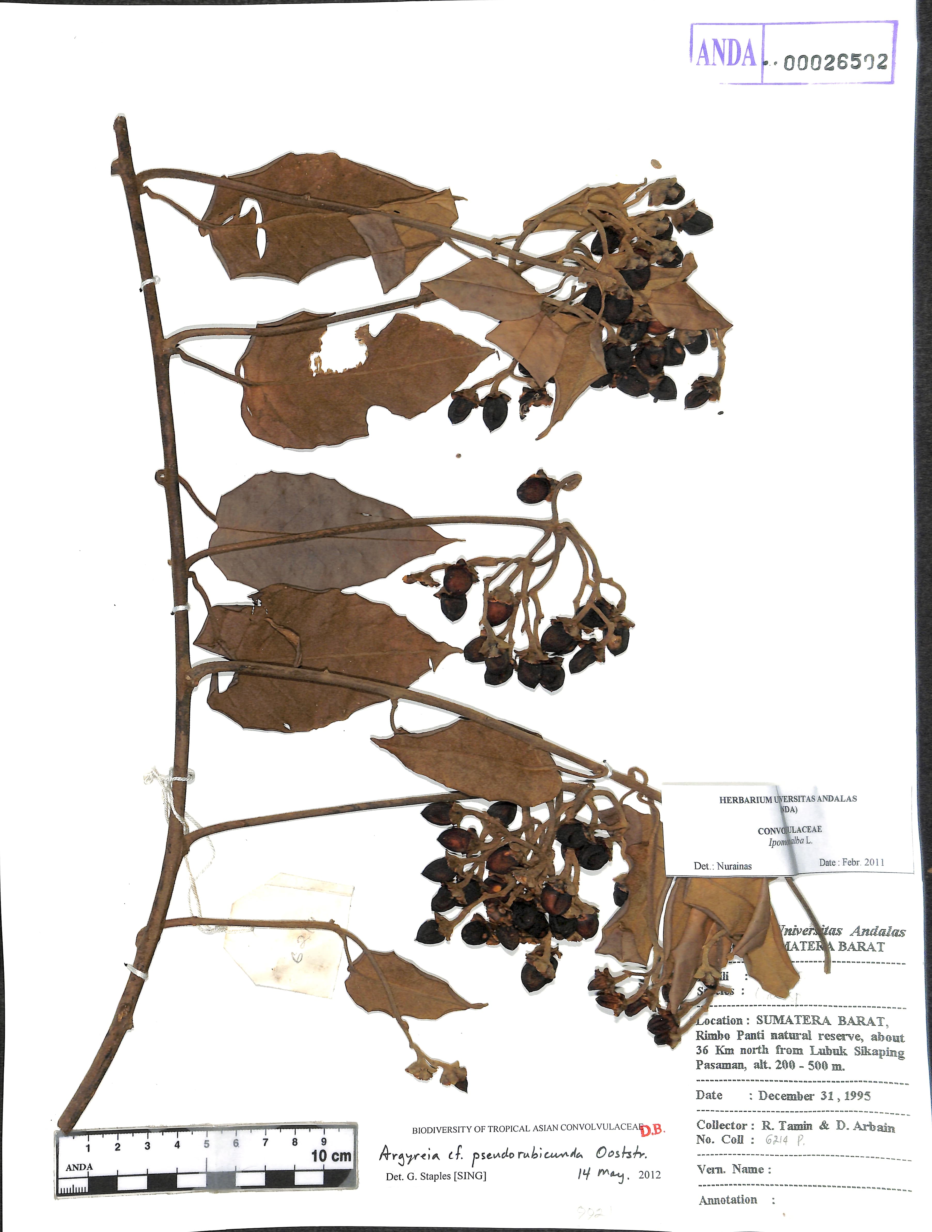 Argyreia pseudorubicunda