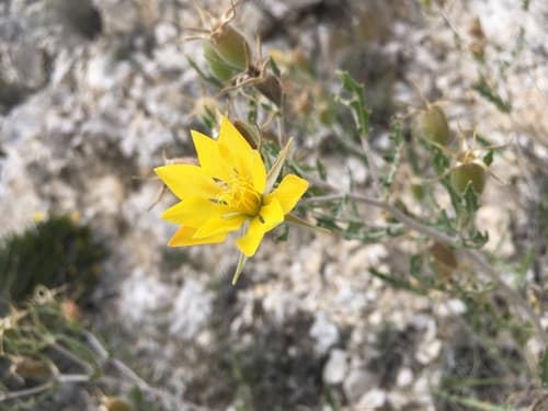 Mentzelia hintoniorum