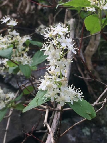 Deutzia paniculata