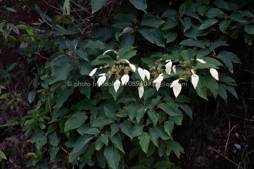 Hydrangea glaucescens