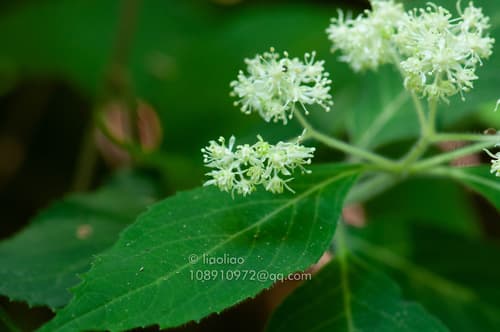 Hydrangea kwangtungensis