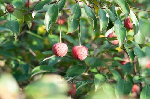 Elliptic-leaved Dogwood