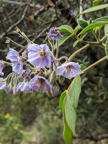 Solanum taeniotrichum