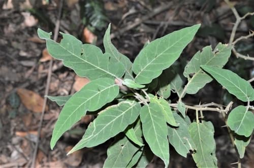 Solanum celatum