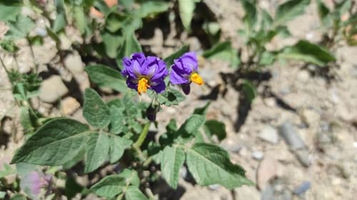 Solanum brevicaule