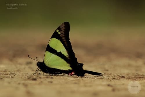 Thick-edged Kite-Swallowtail