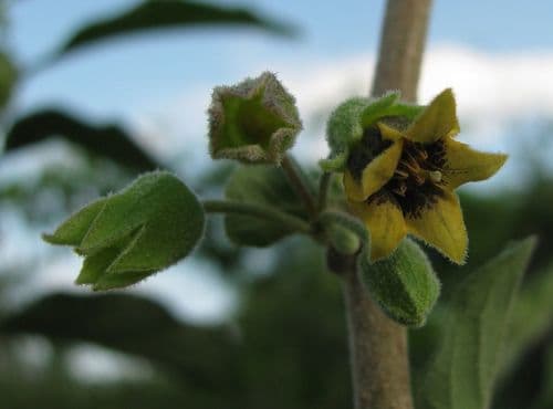 Physalis arborescens